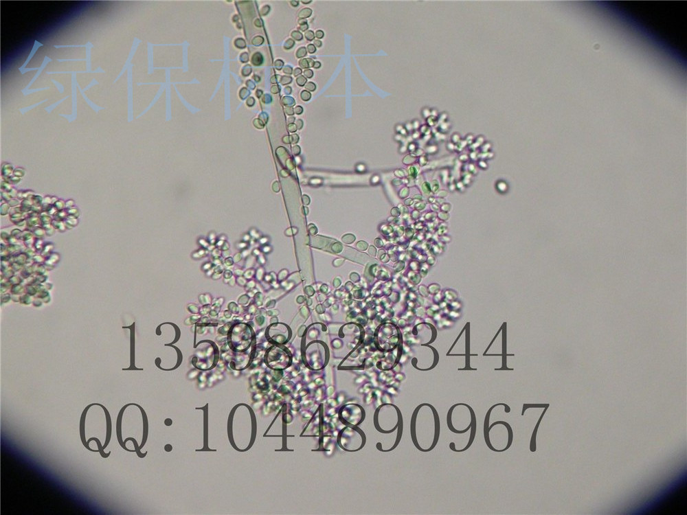 植物病原物玻片灰葡萄孢