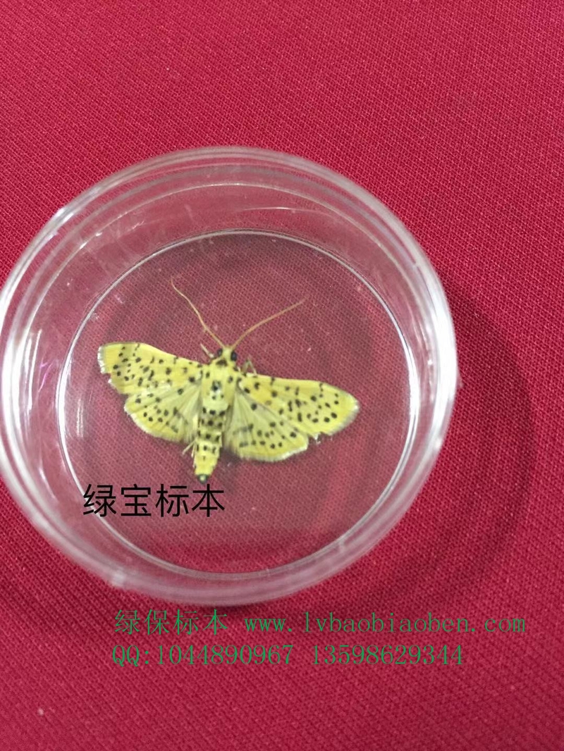 昆虫观察标本农业普通昆虫学虫害害虫生活史防蛀标本