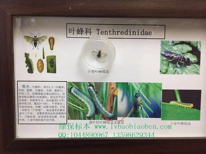 叶蜂科农业普通昆虫学系统学分类虫害害虫防蛀标本