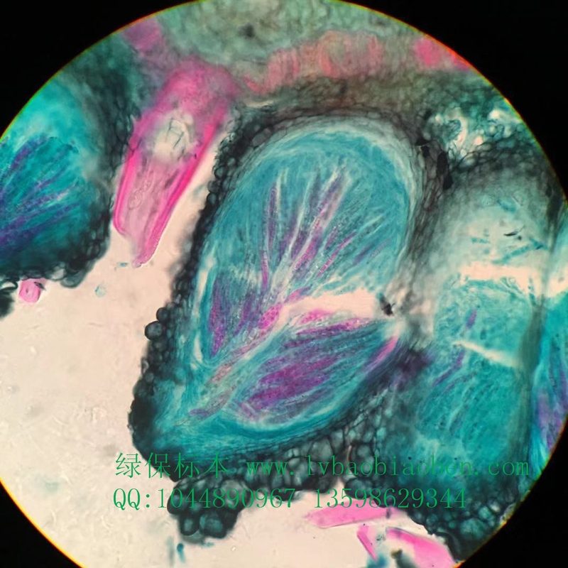 小麦赤霉病粮食杂粮经济园林园艺植物作物病害虫害玻片切片装片标本