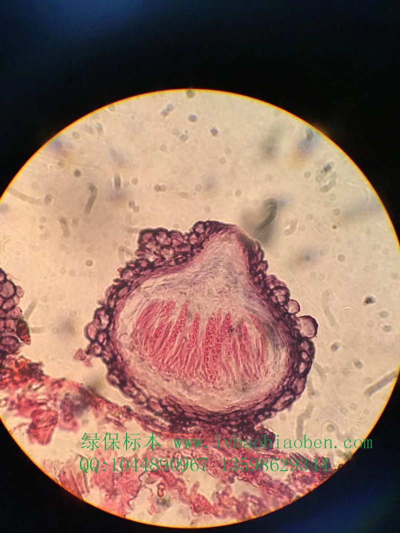 小麦赤霉病切片粮食杂粮经济园林园艺植物作物病害虫害玻片切片装片标本