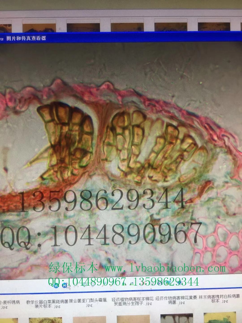小麦条锈病植物作物果树蔬菜虫害病害害虫玻片装片切片标本