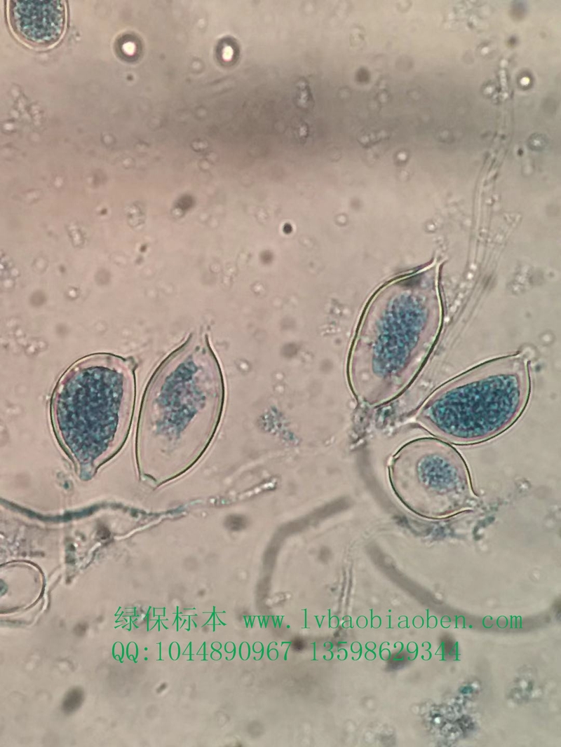 辣椒疫病植物作物果树蔬菜虫害病害害虫显微镜玻片标本