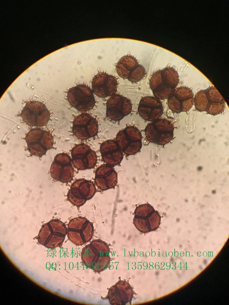 椿花孢锈林业森林树木观赏植物虫害病害害虫玻片切片装片标本