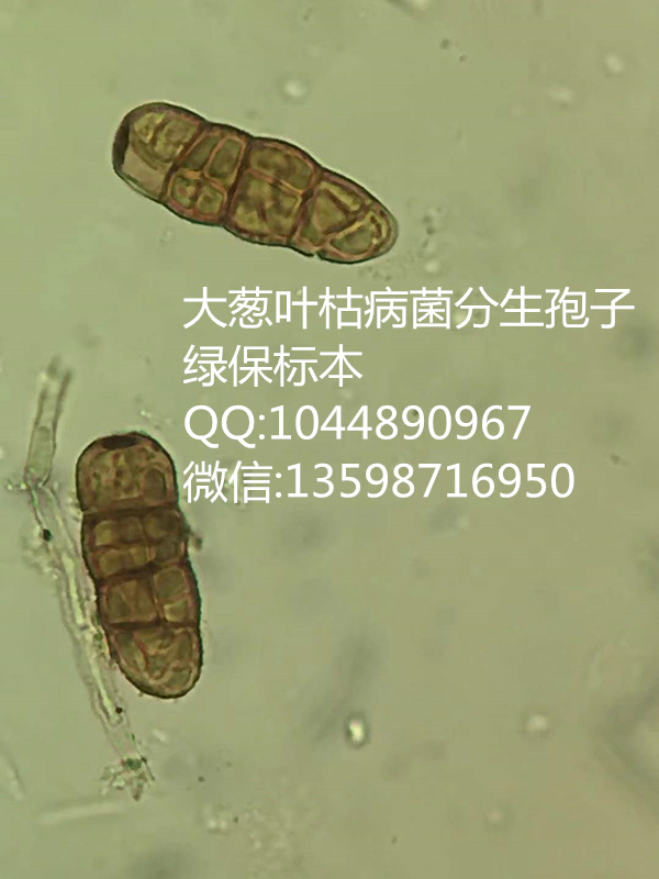 大葱叶枯病菌分生孢子  植物病害玻片标本