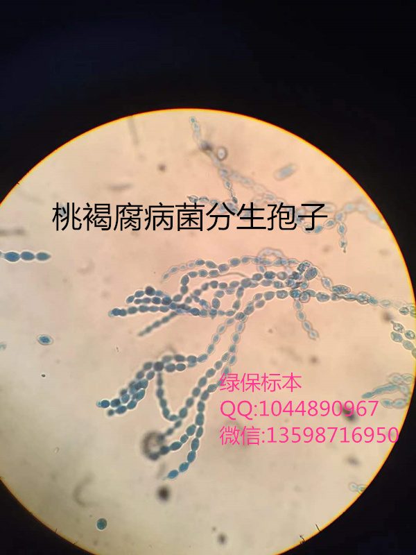 桃褐腐病菌分生孢子 果树病害玻片标本