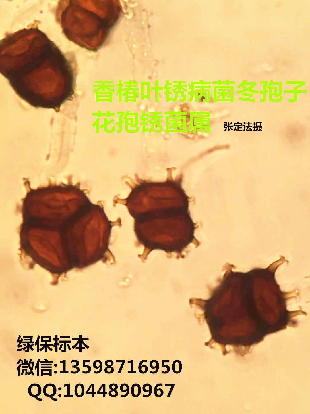 花孢锈菌属 园林植物病虫害标本