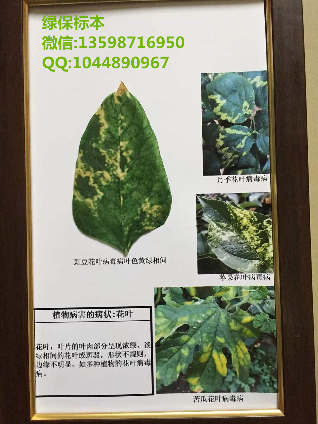 植物病害病状-花叶 普通植物病理学实验标本