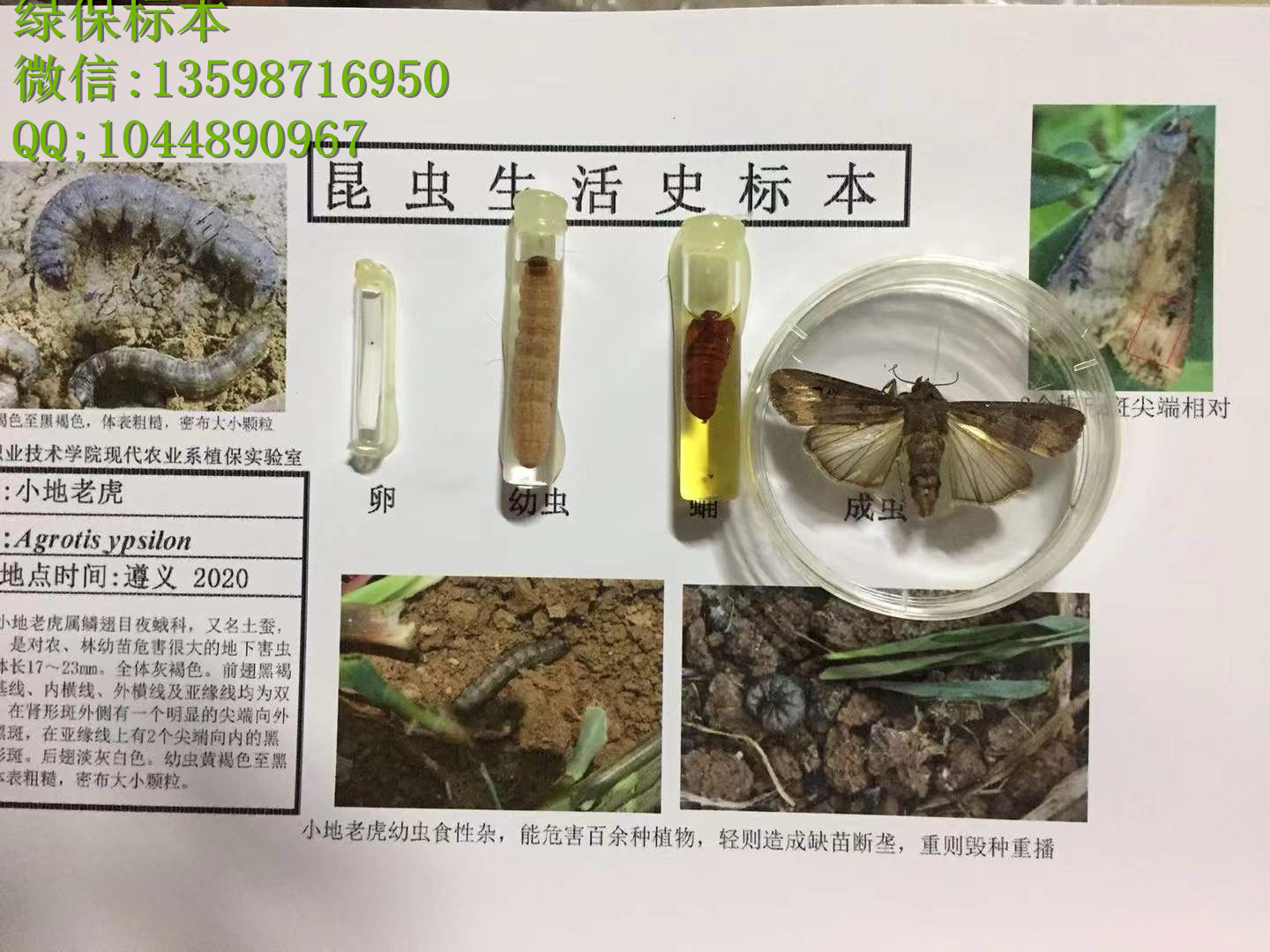 美国白蛾生活史标本  植物害虫生活史标本 昆虫生活史标本