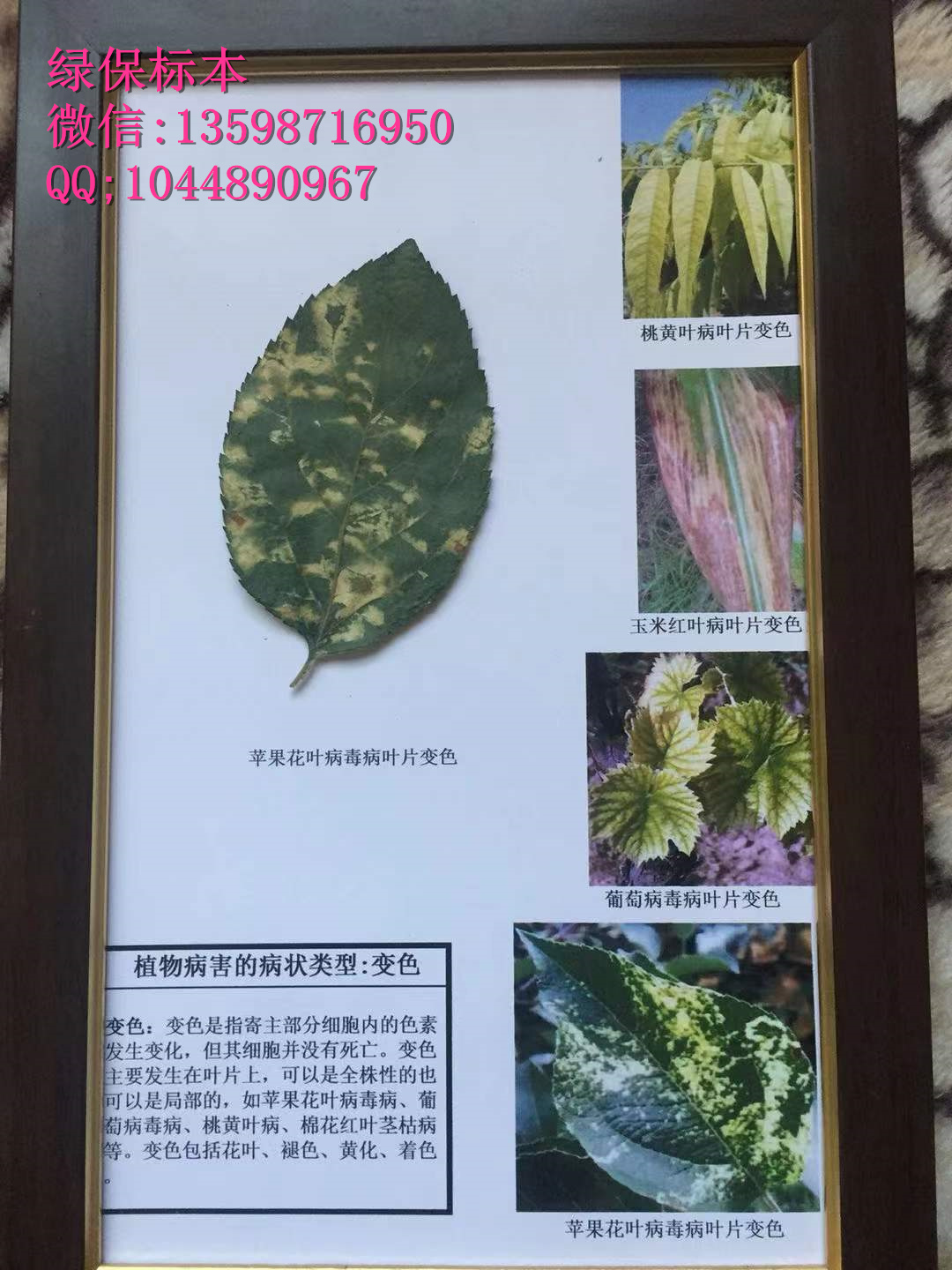 植物病害病状类型-变色 普通植物病理学实验标本