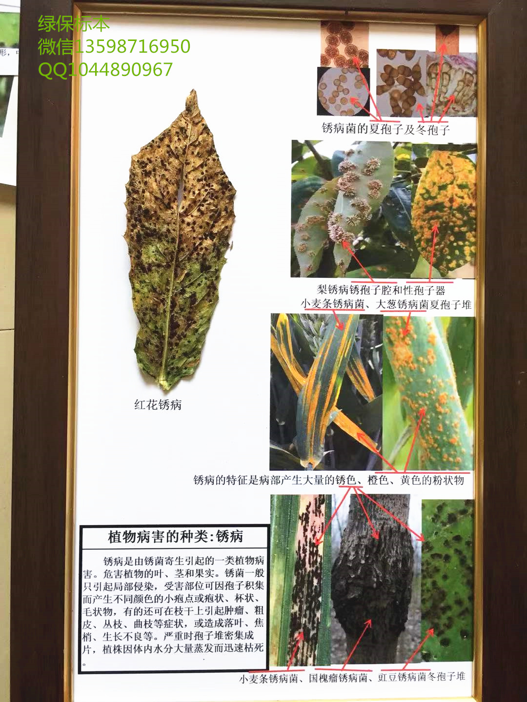 锈病  植物病虫害标本