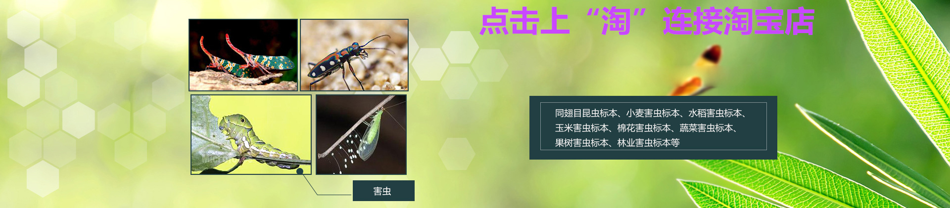 绿保标本|植物病害虫害标本厂家|植物病害玻片切片标本生产厂家|植物病虫害 病害 害虫标本|大田粮食作物 农作物病害 虫害 病虫害标本|水稻 小麦 玉米 大豆 花生病虫害 病害 害虫标本|果树 蔬菜 园林 森林病虫害 病害 害虫标本|农作物病害玻片切片标本|美国白蛾生活史|农作物害虫标本|农作物病虫害标本|果树 蔬菜病虫害 病害 虫害标本|园林 园艺病虫害 病害 害虫标本|森林 林业病虫害 害虫标本|植物病虫害标本|小麦病害 害虫 病虫害标本|水稻病虫害 病害 虫害标本|玉米病虫害标本|杂粮病害 病虫害 害虫标本|作物病害玻片切片标本|农田杂草标本|观赏植物 花卉病虫害标本|棉花病虫害标本|显微镜玻片标本|资源昆虫标本|锈病 分生孢子玻片切片标本|农业昆虫生活史标本|粮食作物病虫害标本|经济作物病虫害标本|现代农艺技术病虫害标本|农业有害生物标本|现代种植业病虫害标本|花卉病虫害标本|食叶类害虫标本|蛀干类害虫标本|地下害虫标本|普通植物病理学玻片标本|普通昆虫学标本|农业昆虫学盒装标本|小麦锈病白粉病赤霉病 玉米大小斑病 稻瘟病 小麦蚜虫 玉米螟 棉铃虫 草地贪夜蛾 粘虫 盲蝽象标本 中考生物实验显微镜观察永久切片-新乡市绿保标本厂