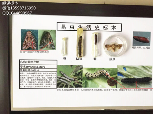 斜纹夜蛾昆虫生活史标本 蔬菜植物病虫害标本