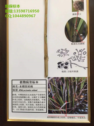 水稻文枯病 粮食作物病害标本