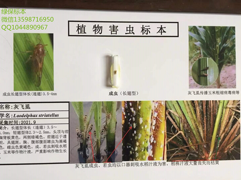 灰飞虱 稻田虫害标本  植物害虫标本