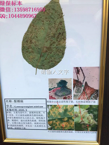 梨锈病 果树病害标本