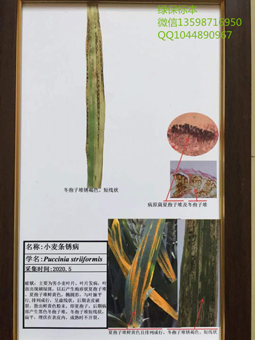 小麦条锈病标本 小麦病虫害标本