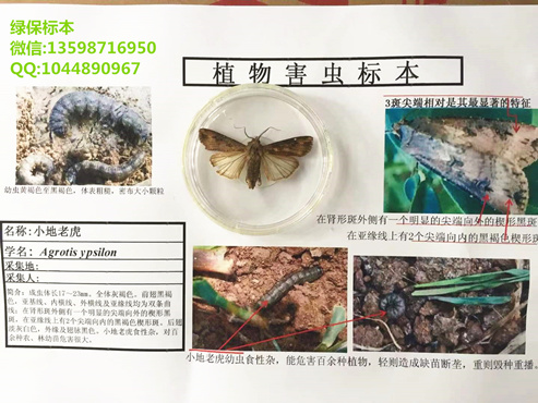 小地老虎 地下害虫标本 农业昆虫标本