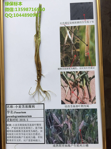 小麦茎基腐病标本 小麦病虫害标本