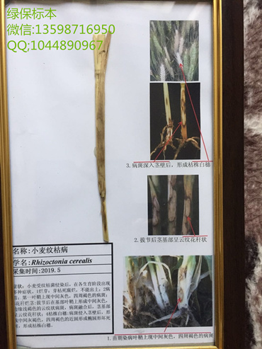 小麦纹枯病 小麦病害标本