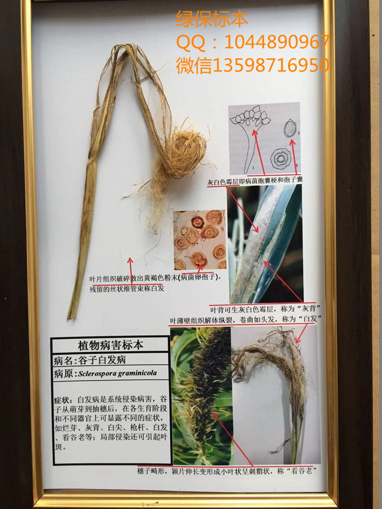 谷子白发病  植物病虫害标本