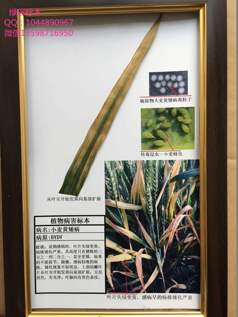 小麦黄矮病标本 小麦病害标本 