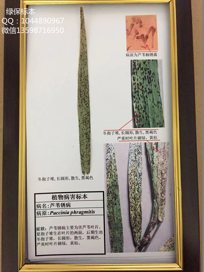 芦苇锈病 中草药病虫害标本