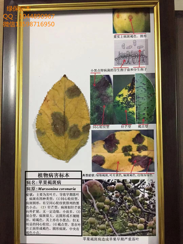 苹果褐斑病 果树病虫害标本 苹果 梨病害标本