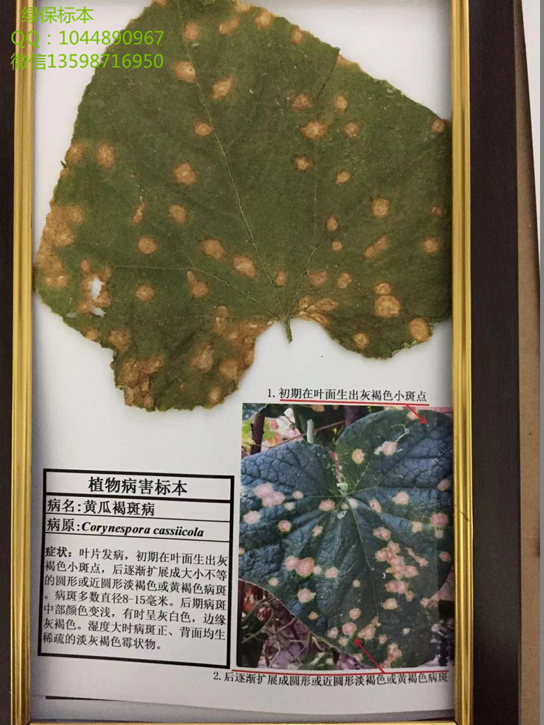 黄瓜褐斑病 蔬菜病虫害标本 蔬菜病害