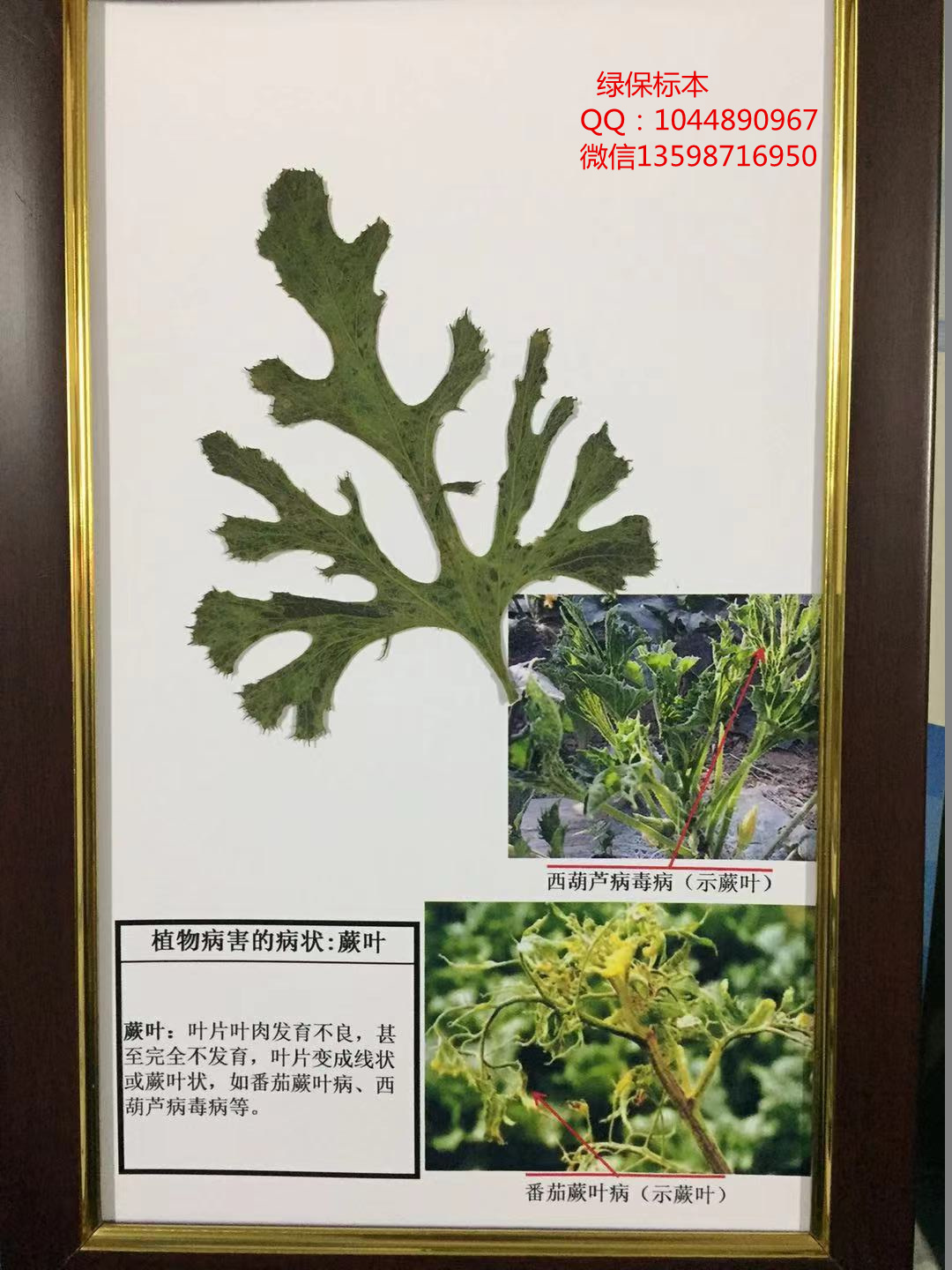 植物病害的病状：蕨叶 作物病虫害标本 植物病害标本