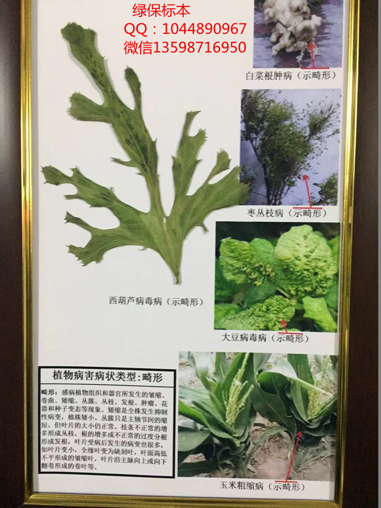 植物病害症状类型：畸形 植物病害标本 