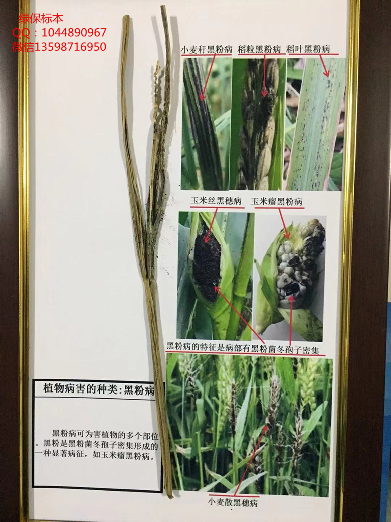 植物病害的种类：黑粉病 植物病害标本