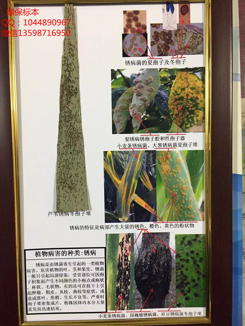 植物病害的种类：锈病 植物病害标本