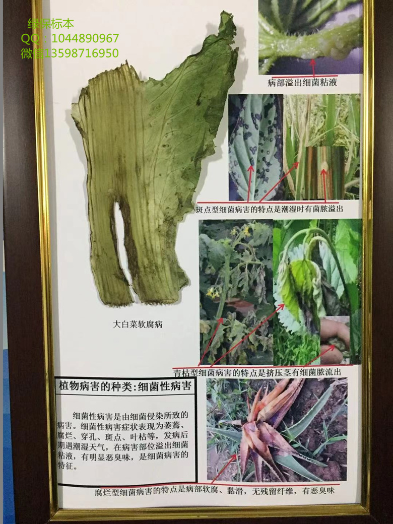 植物病害的种类：细菌性病害