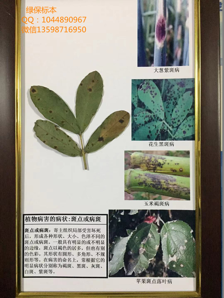 植物病害的病状：斑点或病斑 植物病害症状类型标本 粮食作物病害标本