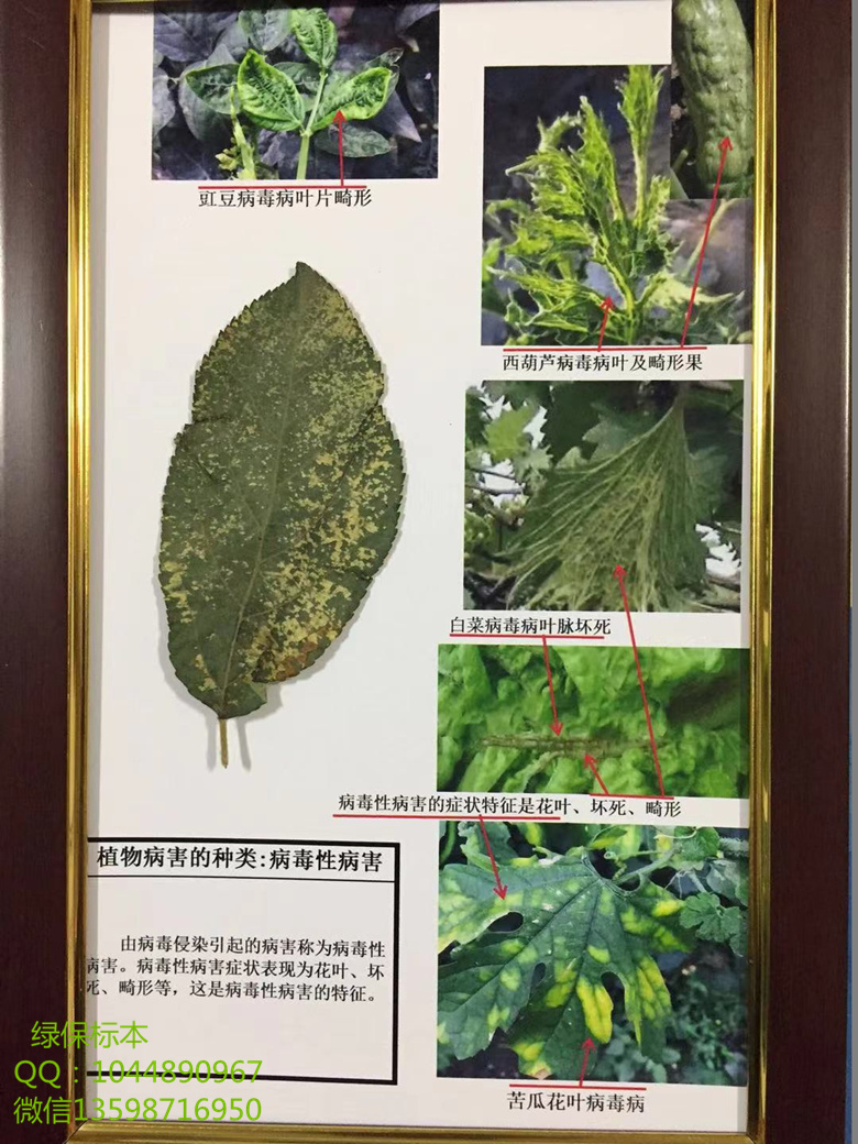 植物病害的种类：病毒性病害标本 植物病毒病