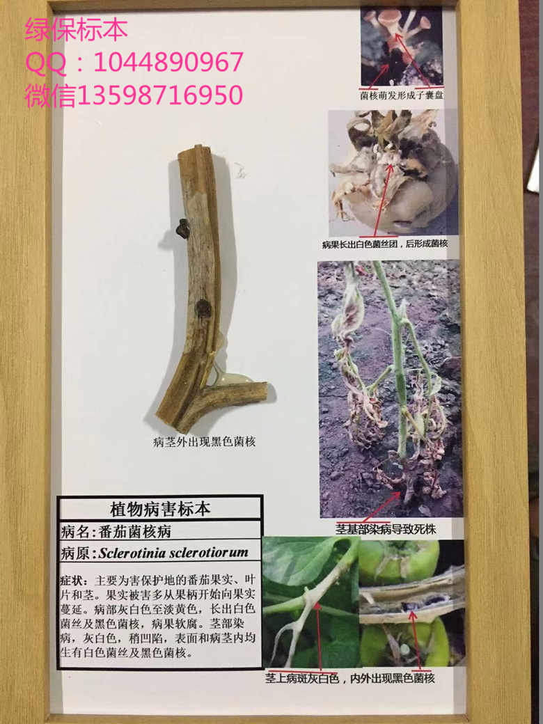 番茄菌核病 蔬菜病害标本