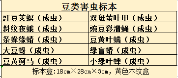 大豆害虫标本 经济植物病虫害标本 油料作物害虫标本