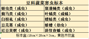 豆科蔬菜害虫标本 