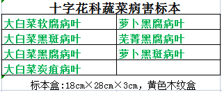 十字花科蔬菜病害标本