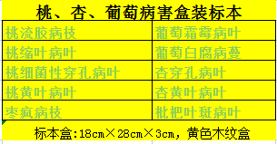 果树病害标本 果蔬病虫害标本