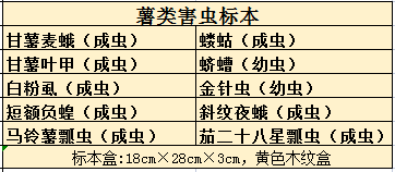 薯类作物害虫标本