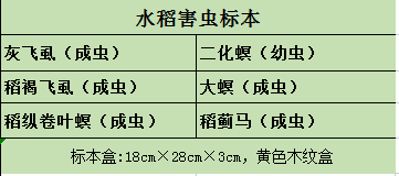 水稻虫害标本