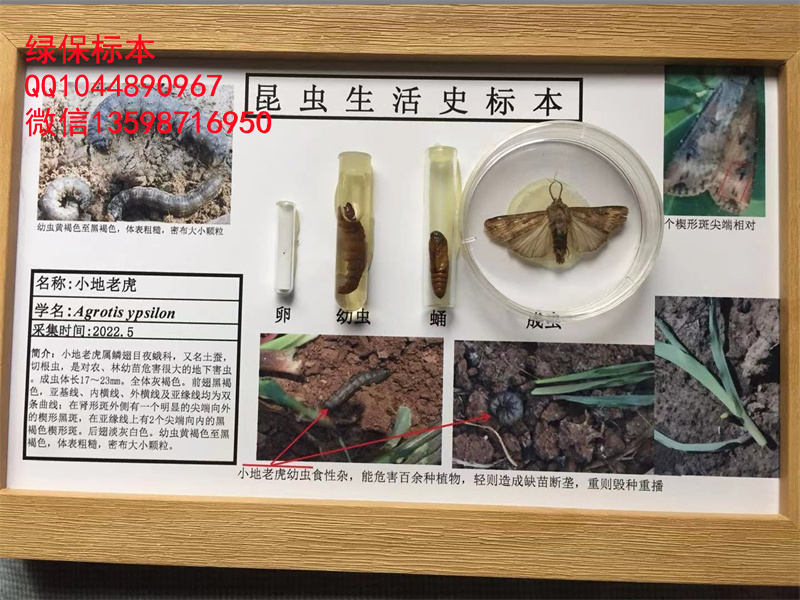 地老虎生活史标本