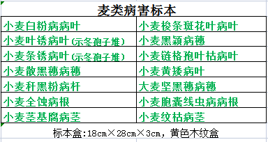 小麦病害标本