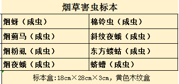 烟草害虫标本