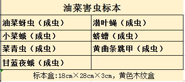 油菜害虫标本