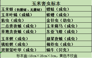 玉米虫害标本