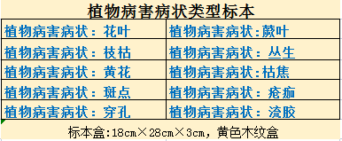 植物病害病状类型