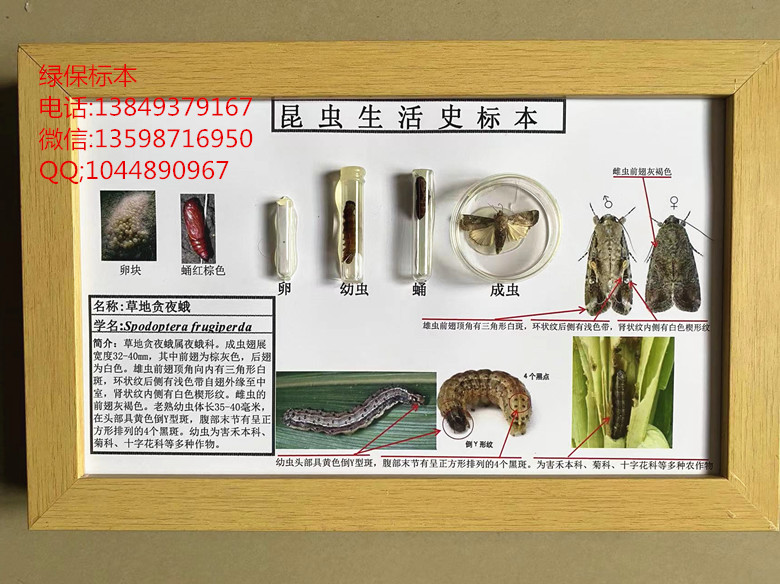 草地贪夜蛾生活史玉米虫害标本